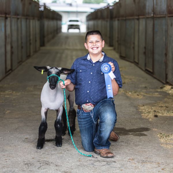 sheep project