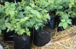 Blueberry plants
